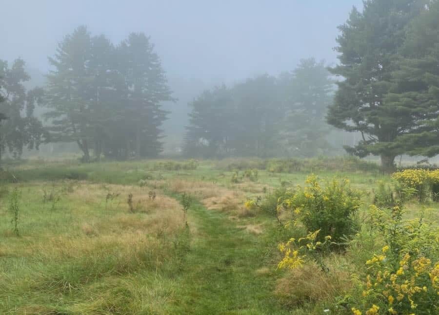 pathway through fog - like a career transition can be.