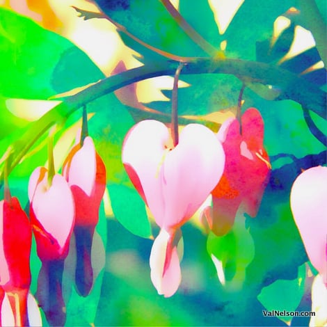 bleeding heart flowers