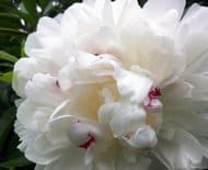 white peony with red flecks - flaw or superpower?