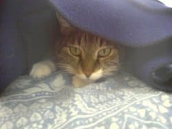 [Image: hiding cat]