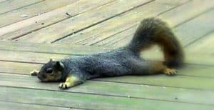 Image: Even squirrels chill out sometimes.