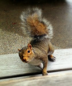 Feeling squirrely this time of year? Racing after nuts before winter?