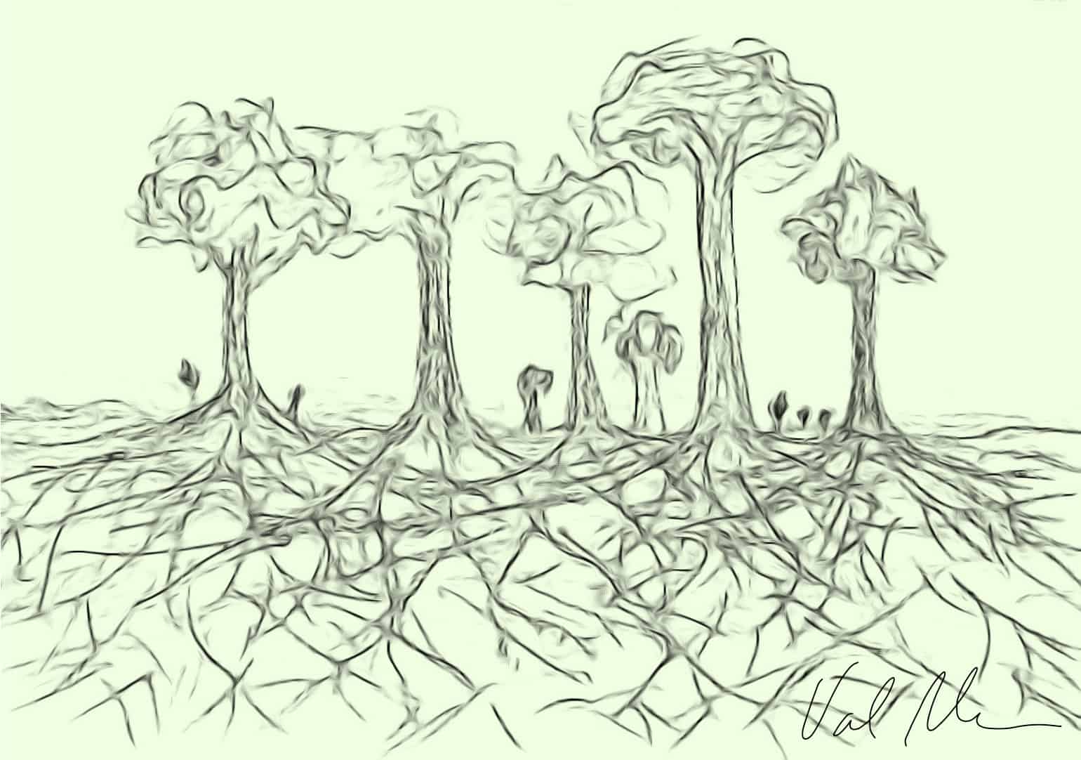 [Interconnected tree roots - mycelium networks. Drawing by Val Nelson]