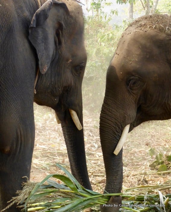 Elephants showing us an informational interview