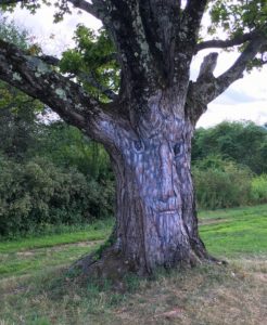 Finding your purpose in retirement - like this wise tree living its purpose in a joyful way