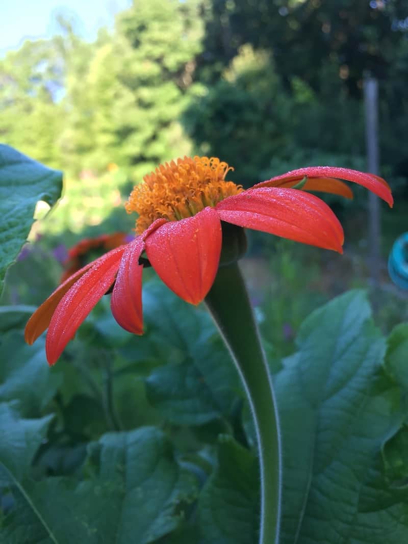 flower in bloom