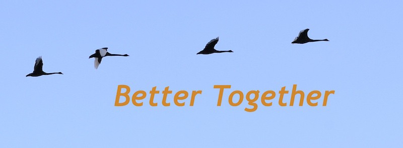 black swans flying together across a blue sky, with text overlay: Better Together