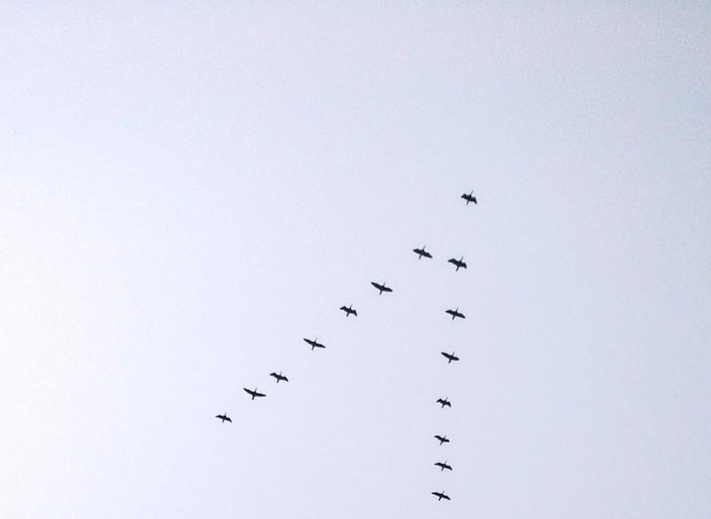 geese flying in a V