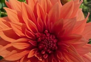 bright orange flower