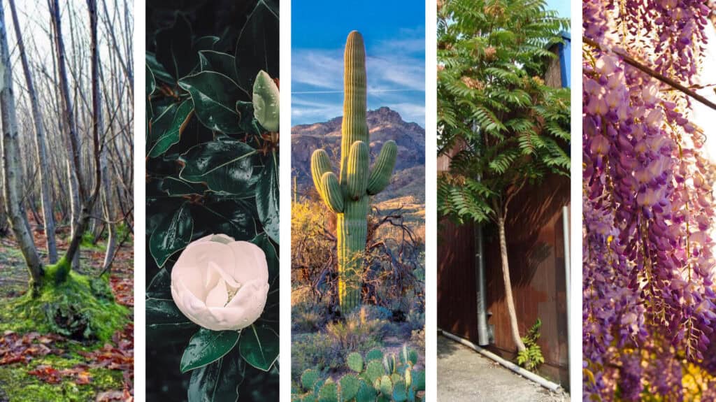 tree images to match money archetypes