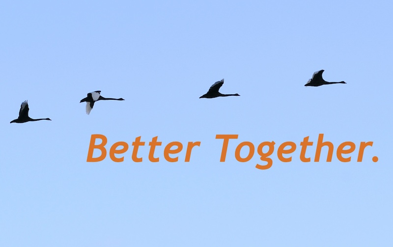 Black swans flying - Better Together