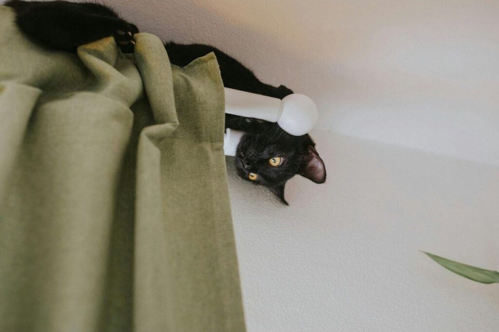 Black cat hanging on curtain rod, as if hiding from the chaos below. Like toxic workplace drama.