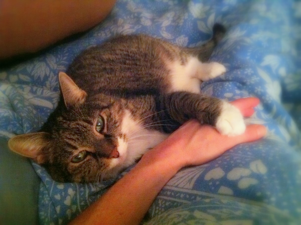 Cat holding person's hand