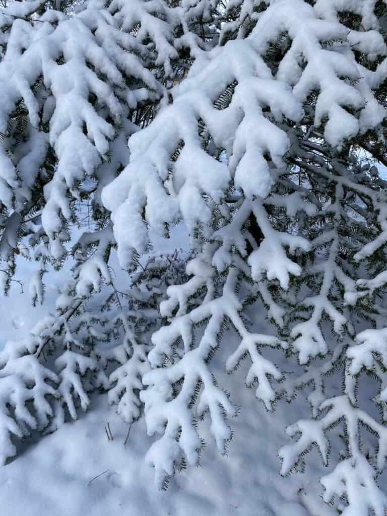 evergreen weighed down by snow