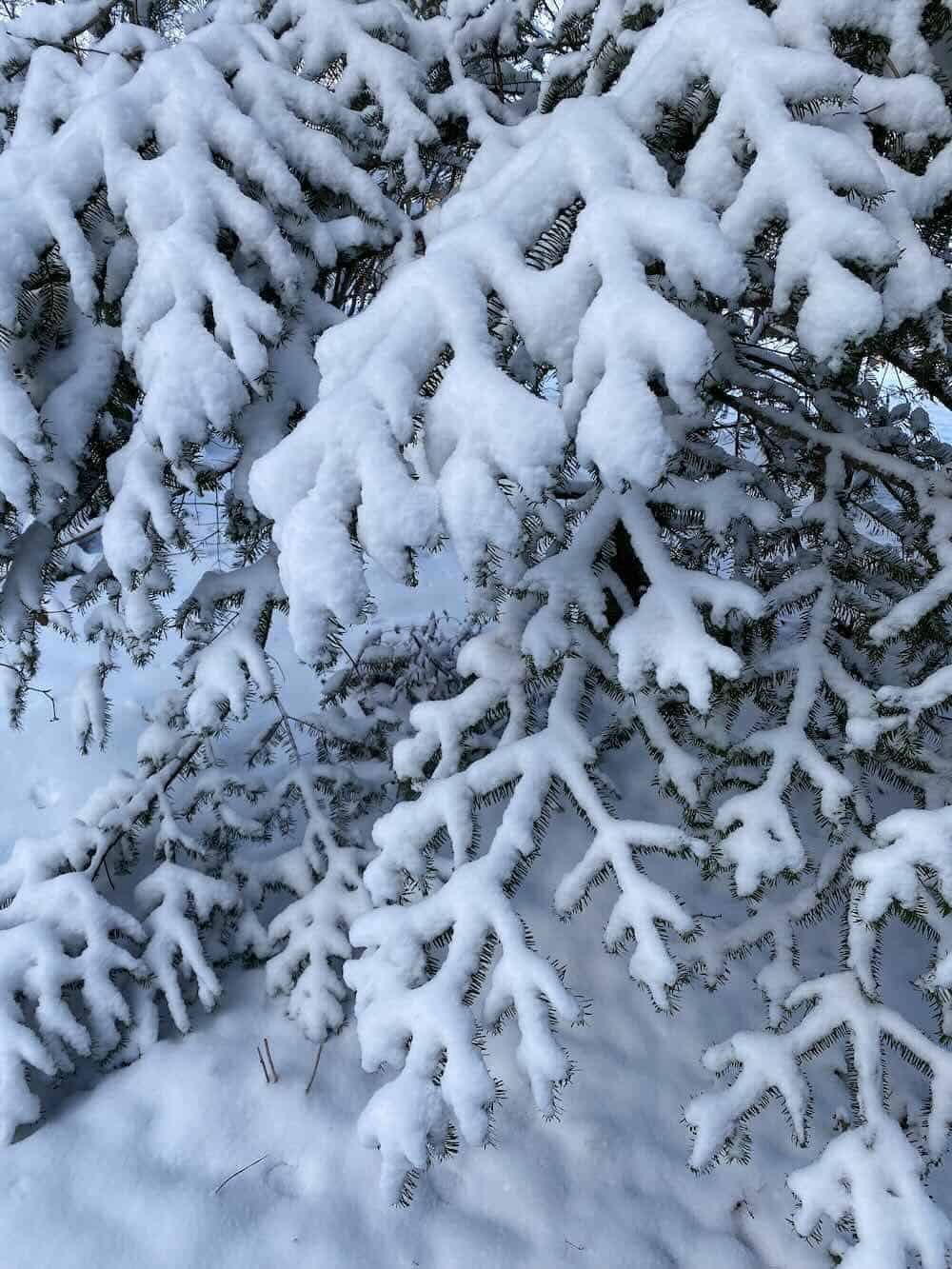 evergreen weighed down by snow