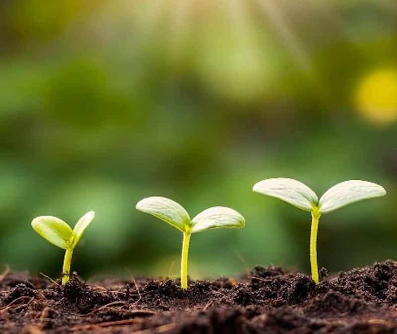 3 tiny sprouts starting to grow. like new ideas without enough definition yet.