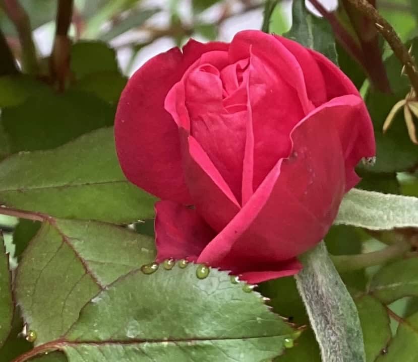red rosebud about to bloom