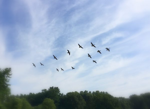 Image: Geese coming in for a landing, together.